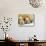 Two Polar Bear Cubs Keep an Eye on the Photographer as Their Mother Licks the Snow at Hogle Zoo-null-Stretched Canvas displayed on a wall