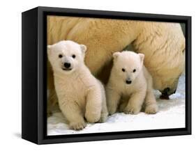 Two Polar Bear Cubs Keep an Eye on the Photographer as Their Mother Licks the Snow at Hogle Zoo-null-Framed Stretched Canvas