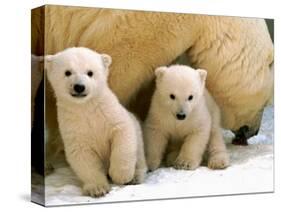 Two Polar Bear Cubs Keep an Eye on the Photographer as Their Mother Licks the Snow at Hogle Zoo-null-Stretched Canvas