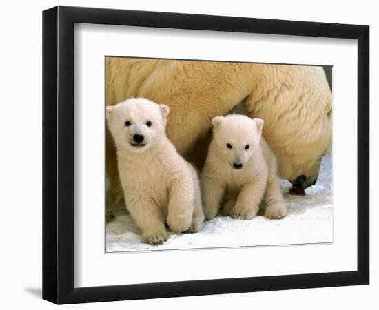 Two Polar Bear Cubs Keep an Eye on the Photographer as Their Mother Licks the Snow at Hogle Zoo-null-Framed Photographic Print