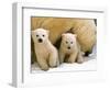 Two Polar Bear Cubs Keep an Eye on the Photographer as Their Mother Licks the Snow at Hogle Zoo-null-Framed Photographic Print