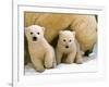 Two Polar Bear Cubs Keep an Eye on the Photographer as Their Mother Licks the Snow at Hogle Zoo-null-Framed Photographic Print