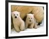 Two Polar Bear Cubs Keep an Eye on the Photographer as Their Mother Licks the Snow at Hogle Zoo-null-Framed Photographic Print