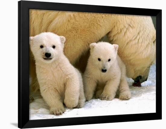 Two Polar Bear Cubs Keep an Eye on the Photographer as Their Mother Licks the Snow at Hogle Zoo-null-Framed Photographic Print