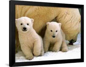 Two Polar Bear Cubs Keep an Eye on the Photographer as Their Mother Licks the Snow at Hogle Zoo-null-Framed Photographic Print