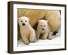 Two Polar Bear Cubs Keep an Eye on the Photographer as Their Mother Licks the Snow at Hogle Zoo-null-Framed Photographic Print