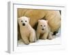 Two Polar Bear Cubs Keep an Eye on the Photographer as Their Mother Licks the Snow at Hogle Zoo-null-Framed Photographic Print