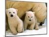 Two Polar Bear Cubs Keep an Eye on the Photographer as Their Mother Licks the Snow at Hogle Zoo-null-Mounted Photographic Print