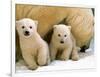 Two Polar Bear Cubs Keep an Eye on the Photographer as Their Mother Licks the Snow at Hogle Zoo-null-Framed Photographic Print