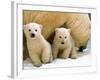 Two Polar Bear Cubs Keep an Eye on the Photographer as Their Mother Licks the Snow at Hogle Zoo-null-Framed Photographic Print