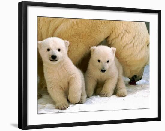 Two Polar Bear Cubs Keep an Eye on the Photographer as Their Mother Licks the Snow at Hogle Zoo-null-Framed Photographic Print