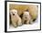 Two Polar Bear Cubs Keep an Eye on the Photographer as Their Mother Licks the Snow at Hogle Zoo-null-Framed Photographic Print