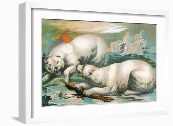 Two Polar Bears Fighting over Seal, 1884-null-Framed Giclee Print