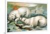 Two Polar Bears Fighting over Seal, 1884-null-Framed Giclee Print