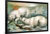 Two Polar Bears Fighting over Seal, 1884-null-Framed Giclee Print