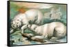 Two Polar Bears Fighting over Seal, 1884-null-Framed Stretched Canvas