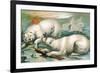 Two Polar Bears Fighting over Seal, 1884-null-Framed Giclee Print