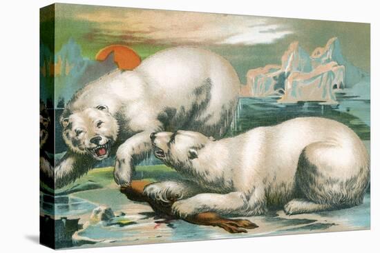 Two Polar Bears Fighting over Seal, 1884-null-Stretched Canvas