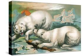 Two Polar Bears Fighting over Seal, 1884-null-Stretched Canvas