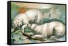 Two Polar Bears Fighting over Seal, 1884-null-Framed Stretched Canvas