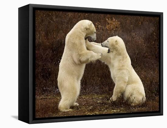 Two Polar Bears Play Fighting, Churchill, Hudson Bay, Canada-Inaki Relanzon-Framed Stretched Canvas