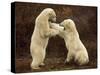 Two Polar Bears Play Fighting, Churchill, Hudson Bay, Canada-Inaki Relanzon-Stretched Canvas