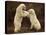 Two Polar Bears Play Fighting, Churchill, Hudson Bay, Canada-Inaki Relanzon-Stretched Canvas