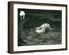 Two Polar Bears Romp in their Pool While Another Walks By, London Zoo, June 1922-Frederick William Bond-Framed Photographic Print