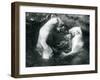 Two Polar Bears Romping in their Pool at London Zoo in 1926 (B/W Photo)-Frederick William Bond-Framed Giclee Print