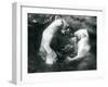 Two Polar Bears Romping in their Pool at London Zoo in 1926 (B/W Photo)-Frederick William Bond-Framed Giclee Print