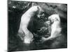 Two Polar Bears Romping in their Pool at London Zoo in 1926 (B/W Photo)-Frederick William Bond-Mounted Giclee Print