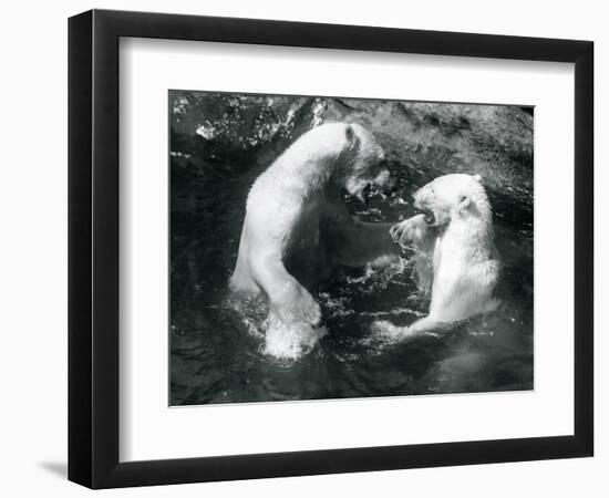 Two Polar Bears Romping in their Pool at London Zoo in 1926 (B/W Photo)-Frederick William Bond-Framed Giclee Print