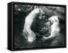 Two Polar Bears Romping in their Pool at London Zoo in 1926 (B/W Photo)-Frederick William Bond-Framed Stretched Canvas