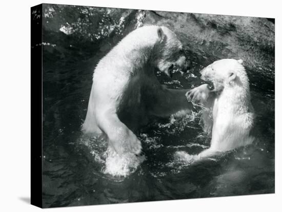 Two Polar Bears Romping in their Pool at London Zoo in 1926 (B/W Photo)-Frederick William Bond-Stretched Canvas