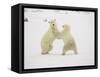 Two Polar Bears (Thalarctos Maritimus) Playing, Churchill, Manitoba, Canada, North America-James Hager-Framed Stretched Canvas