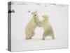 Two Polar Bears (Thalarctos Maritimus) Playing, Churchill, Manitoba, Canada, North America-James Hager-Stretched Canvas