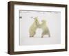 Two Polar Bears (Thalarctos Maritimus) Playing, Churchill, Manitoba, Canada, North America-James Hager-Framed Photographic Print