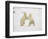 Two Polar Bears (Thalarctos Maritimus) Playing, Churchill, Manitoba, Canada, North America-James Hager-Framed Photographic Print