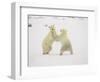 Two Polar Bears (Thalarctos Maritimus) Playing, Churchill, Manitoba, Canada, North America-James Hager-Framed Photographic Print