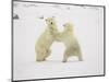 Two Polar Bears (Thalarctos Maritimus) Playing, Churchill, Manitoba, Canada, North America-James Hager-Mounted Photographic Print