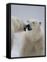 Two Polar Bears (Ursus Maritimus) Interacting, Svalbard, Norway, September 2009-Cairns-Framed Stretched Canvas