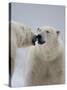 Two Polar Bears (Ursus Maritimus) Interacting, Svalbard, Norway, September 2009-Cairns-Stretched Canvas