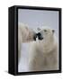 Two Polar Bears (Ursus Maritimus) Interacting, Svalbard, Norway, September 2009-Cairns-Framed Stretched Canvas