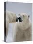 Two Polar Bears (Ursus Maritimus) Interacting, Svalbard, Norway, September 2009-Cairns-Stretched Canvas