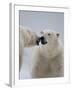 Two Polar Bears (Ursus Maritimus) Interacting, Svalbard, Norway, September 2009-Cairns-Framed Photographic Print