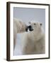 Two Polar Bears (Ursus Maritimus) Interacting, Svalbard, Norway, September 2009-Cairns-Framed Photographic Print