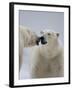 Two Polar Bears (Ursus Maritimus) Interacting, Svalbard, Norway, September 2009-Cairns-Framed Photographic Print