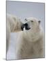 Two Polar Bears (Ursus Maritimus) Interacting, Svalbard, Norway, September 2009-Cairns-Mounted Photographic Print