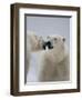 Two Polar Bears (Ursus Maritimus) Interacting, Svalbard, Norway, September 2009-Cairns-Framed Photographic Print