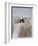 Two Polar Bears (Ursus Maritimus) Interacting, Svalbard, Norway, September 2009-Cairns-Framed Photographic Print